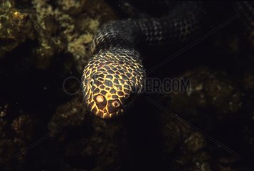 Reef shallows Seasnake underwater New Caledonia