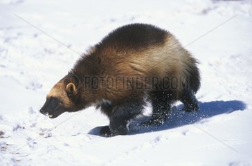 Glouton marchant dans la neige Finlande