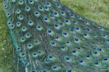 Plumes de la queue d'un paon bleu mâle