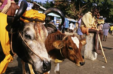 Kalb und Kuh fÃ¼r den FrÃ¼hling gefeiert Indien dekoriert