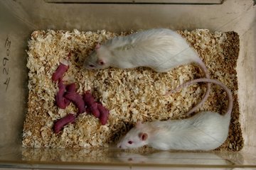 2 Ratten und ihre jungen Leute in einem Käfig