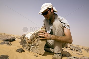 Paleontologist releasing the fossil of a Sarcosuchus Niger