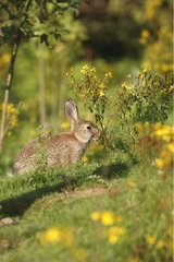 Kaninchen -Esspflanze Franche Comté Frankreich