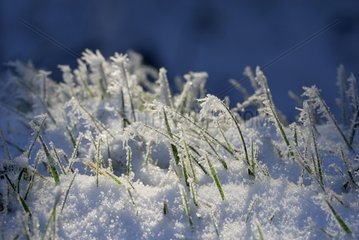 Franzierter grÃ¼nes Gras mit Schnee Frankreich bedeckt