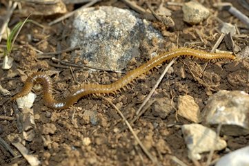 Myriapode of the class of Chilopodes the Alpes-Maritimes