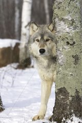 Gray wolf in a birch forest in the United States