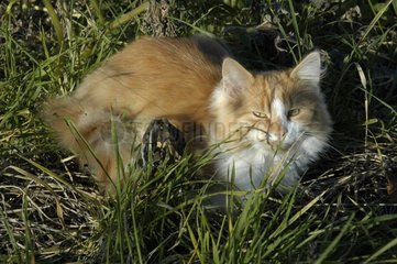 5 Monate alte Katze  die auf dem Gras ruht