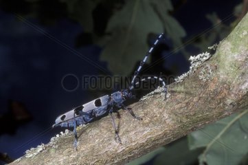 Longhorn beetle on a branch France
