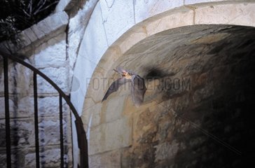 Graues GroÃŸohr-Fledermausflieger aus einer Festung Var France