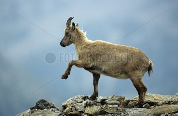 Ibex female PN Mercantour France