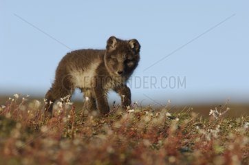 Arctic fox cub next to its den in the toundra Canada