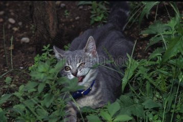 Aggressive behavior of a Cat hidden in grass