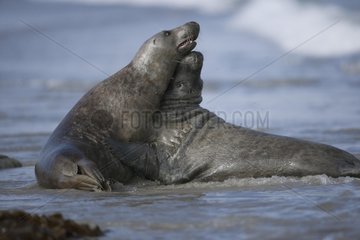 Pair of Grey seals Helgoland Germany