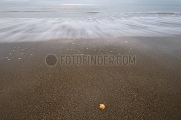 Waves and shell on a sand beach France