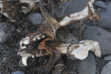 Corpse of an Antarctic furseal Elsehul South Georgia
