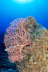 Gorgone von Tenia Red auf einem Reef Reef Ozeanien