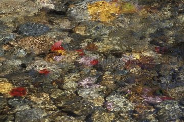 Maple sheets immersed in a river Maine USA