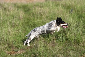 English Setter in a rabbit hunt in the Lot France