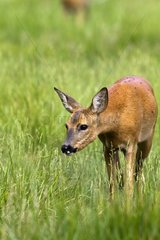 Roe deer in a meadow in summer Lot France