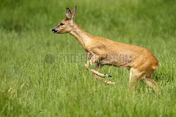 Roe deer in a meadow in summer Lot France