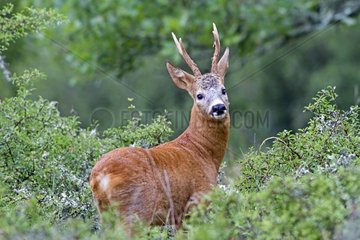 Young buck in summer Lot France