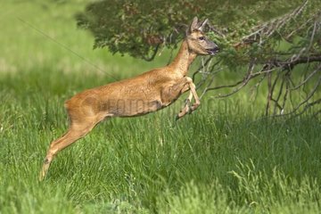 Roe deer in a meadow in summet Lot France