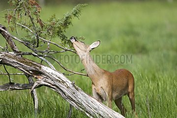 Male Deer a year old in a meadow in summer Lot France