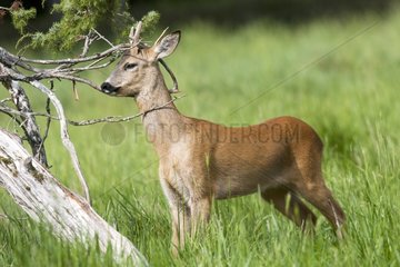 Male Deer a year old in a meadow in summer Lot France