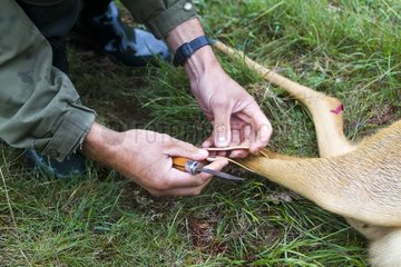 Hunting the Roe Deer male in the Lot France