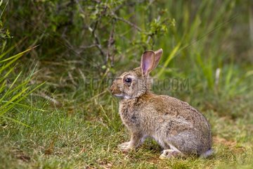 European Rabbit suffering from myxomatosis in the Lot France