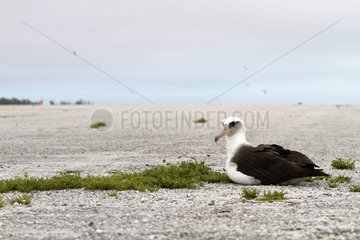Laysan Albatross on the runway Sand Island