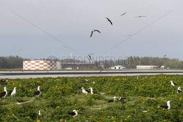 Laysan Albatross after the runway Sand Island