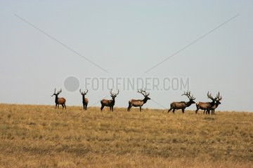 Wapitis males on alert in a meadow Wyoming USA