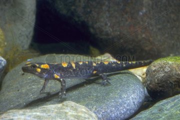 Spackter Salamander  der einen Stein unter Wasser macht