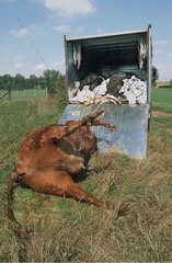 Ramassage d'un cadavre de vache pour équarrissage