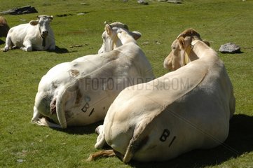 Kühe  die Seen aus ayusischen Pyrenäen liegen
