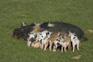Kune kune piglets feeding Cotswold Farm Park Gloucestershire