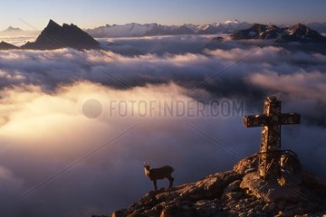 Young Ibex above the cloud sea Upper Aosta Valley Italy