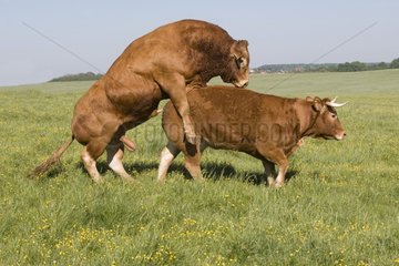 Stierkupplung mit einem Kuh -Limousinenpark Frankreich