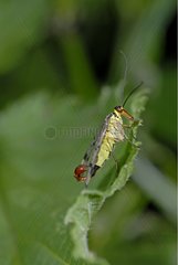 Common scorpion fly male on a leaf Alsace France