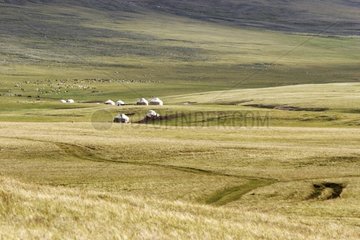 Yurts and cattle grazing in Kyrgyzstan