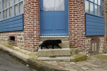 European cat on the steps of a house Yport France
