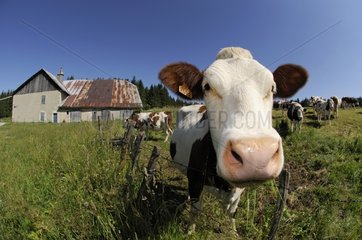 Portrait of a Montbeliarde Cow in a meadow Mont d'Or Doubs
