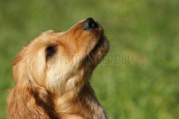 Portrait of a Cocker spaniel puppy English France