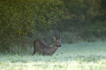 Yearling male deer resting in countryside Vosges France