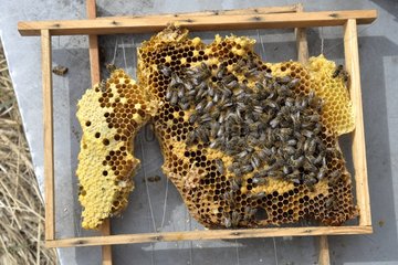 Retrieving forest Bees installed in Oak - France