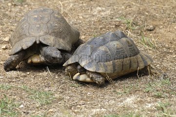 Marginated tortoise male appealing to a female