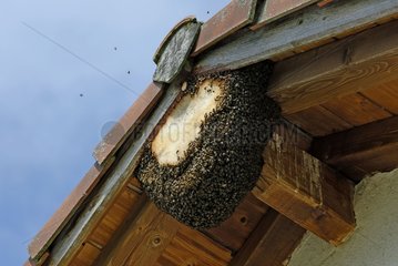 Swarm of bees wax with ridgen uder a beam France