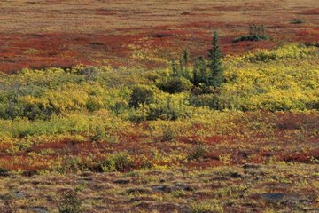 Paysage de toundra en automne Yukon Canada