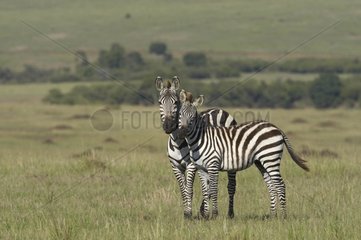 Grant's Zebra and foal Reserve Masai Mara Kenya